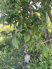 Salix sinica