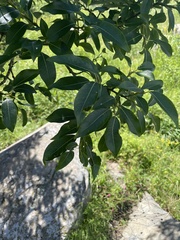 Salix sinica