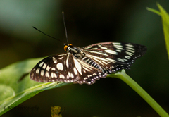 Euripus nyctelius