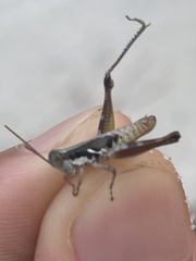 Melanoplus gurneyi