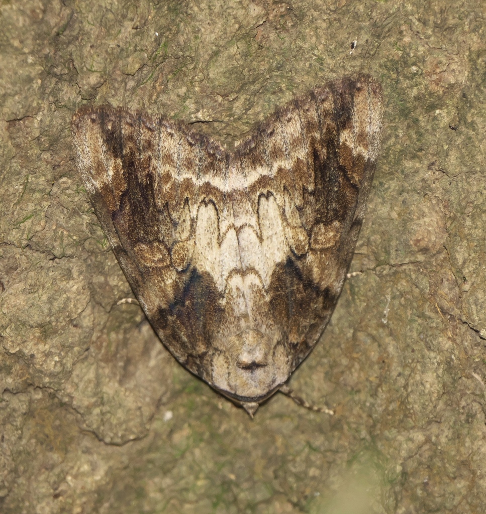 Nutmeg Underwing