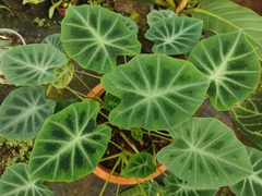 Colocasia affinis