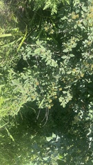 Spiraea ouensanensis