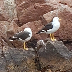 Larus belcheri