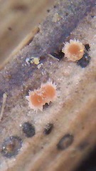 Ijuhya corynospora