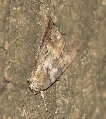 Nutmeg Underwing photo 2
