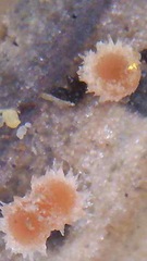 Ijuhya corynospora