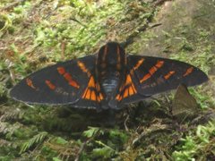 Mimardaris porus