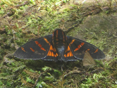 Mimardaris porus
