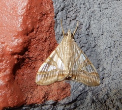 Agrioglypta zelimalis