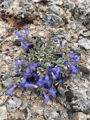 Penstemon dolius