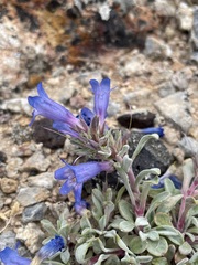 Penstemon dolius