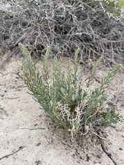 Neokochia americana