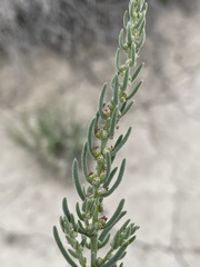 Neokochia americana