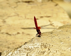 Crocothemis servilia mariannae