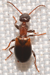 Omonadus formicarius