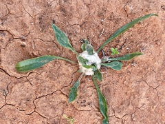 Rhopalomyia goodeniae