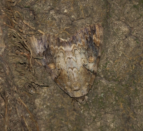 Nutmeg Underwing photo 4