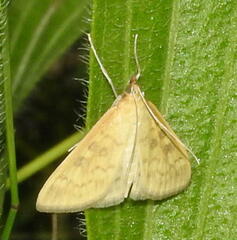 Mecyna submedialis