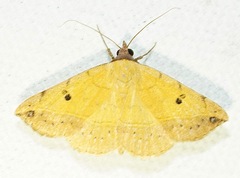 Hemeroplanis scopulepes