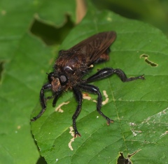 Laphria lata
