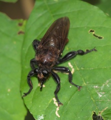 Laphria lata