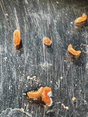 Rhopalomyia goodeniae