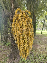Arenga pinnata