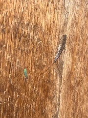 Eremochrysa punctinervis