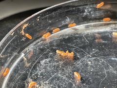 Rhopalomyia goodeniae