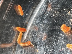 Rhopalomyia goodeniae