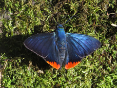 Apyrrothrix hygieia