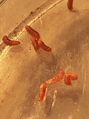Rhopalomyia goodeniae