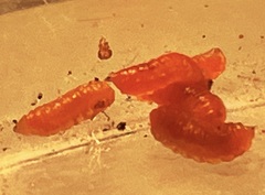 Rhopalomyia goodeniae