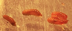 Rhopalomyia goodeniae