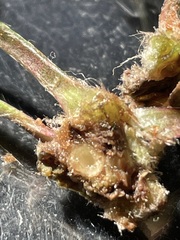 Rhopalomyia goodeniae