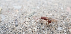 Trachymyrmex