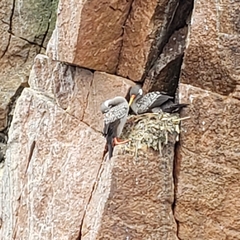 Poikilocarbo gaimardi