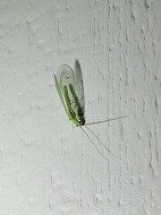 Chrysopa nigricornis