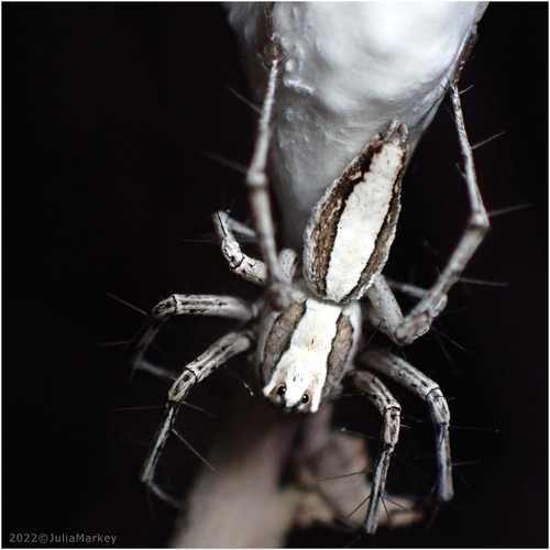 Oxyopes tridens