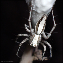 Oxyopes tridens