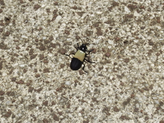 Chauliognathus tripartitus