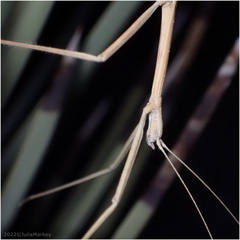 Pseudosermyle straminea