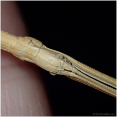 Pseudosermyle straminea