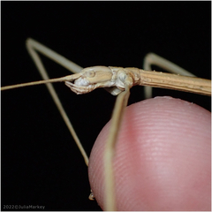 Pseudosermyle straminea
