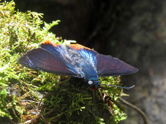 Apyrrothrix hygieia