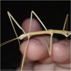 Pseudosermyle straminea