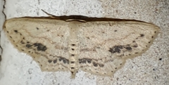 Scopula cacuminaria