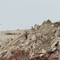 Leucocarbo bougainvillii