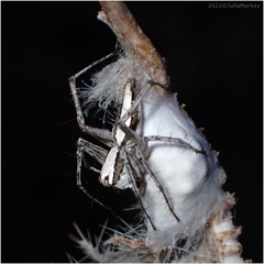 Oxyopes tridens